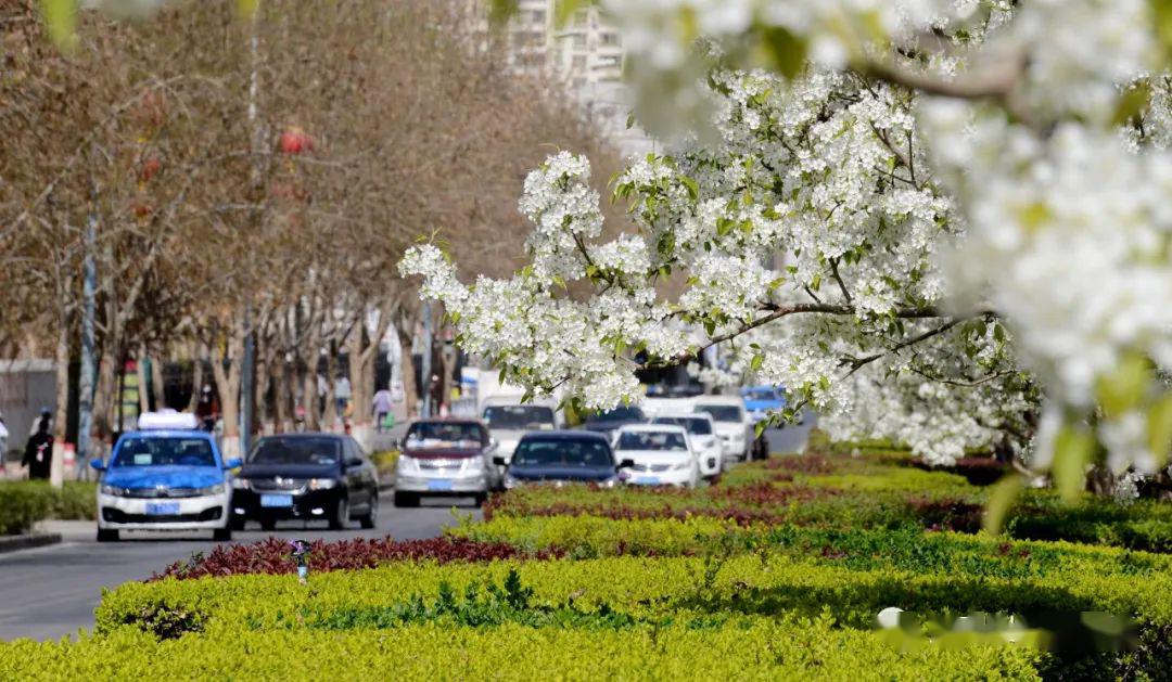 库尔勒一座城:半城梨花,半城水!