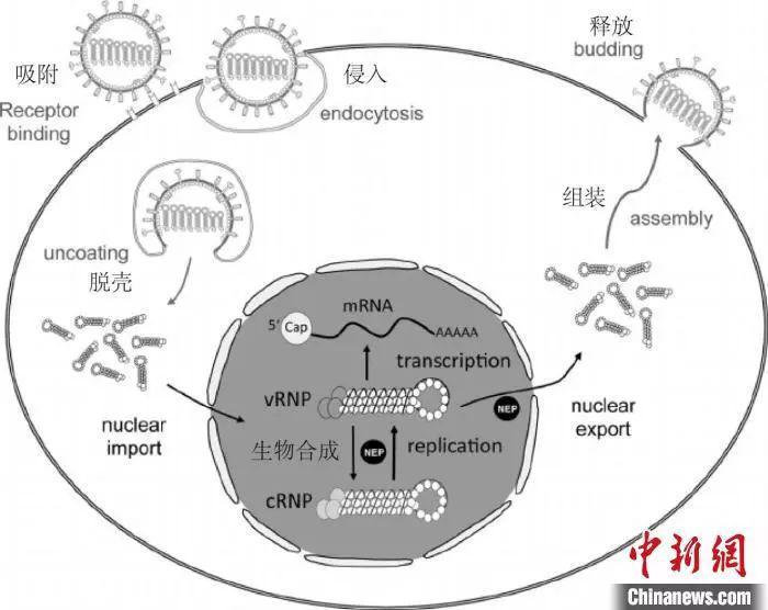 高中生物新冠病毒相关知识点大汇总!