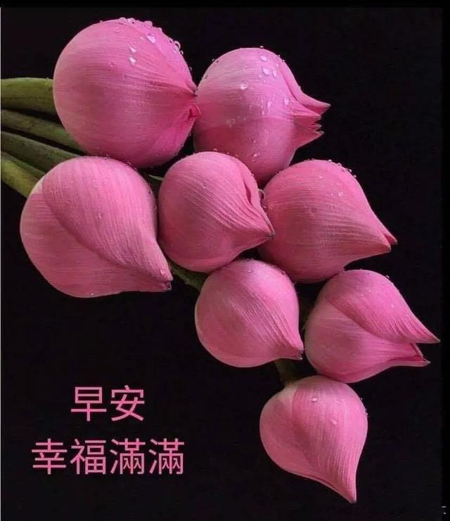 花妩媚,因为蝴蝶在追;梦已醉,因为月色很美,早安