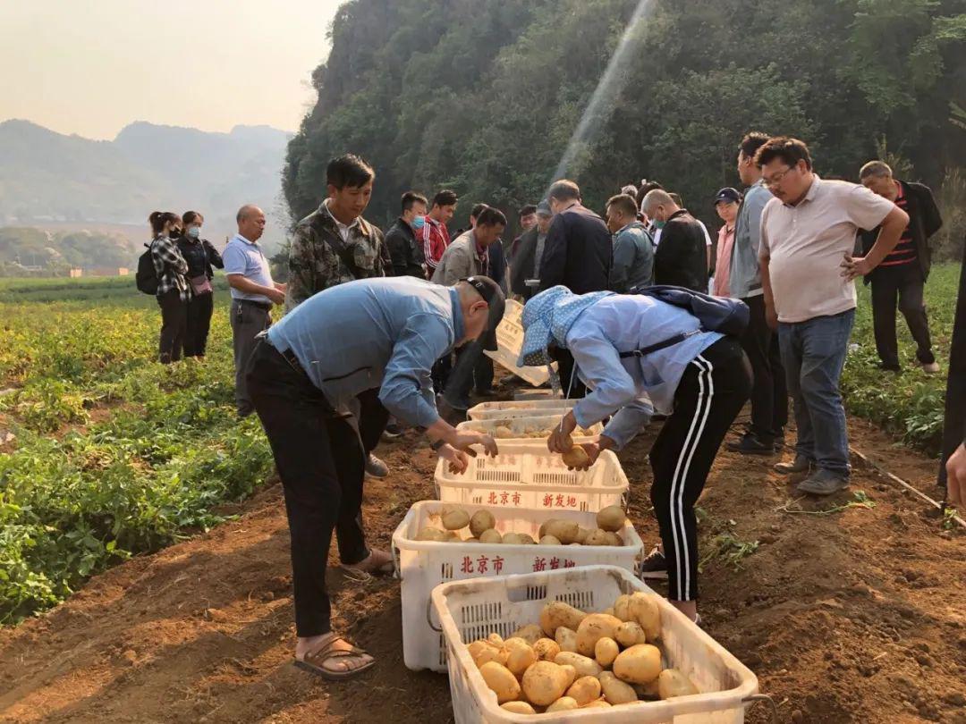 丰收喜讯澜沧竹塘乡蒿枝坝马铃薯种植示范点通过专家现场鉴定验收啦