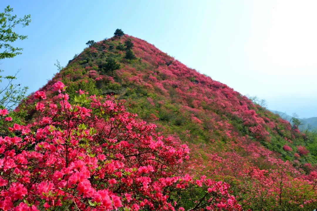 杜鹃花又名映山红,在六安市金寨县,霍山县山区都有广泛分布,在六安