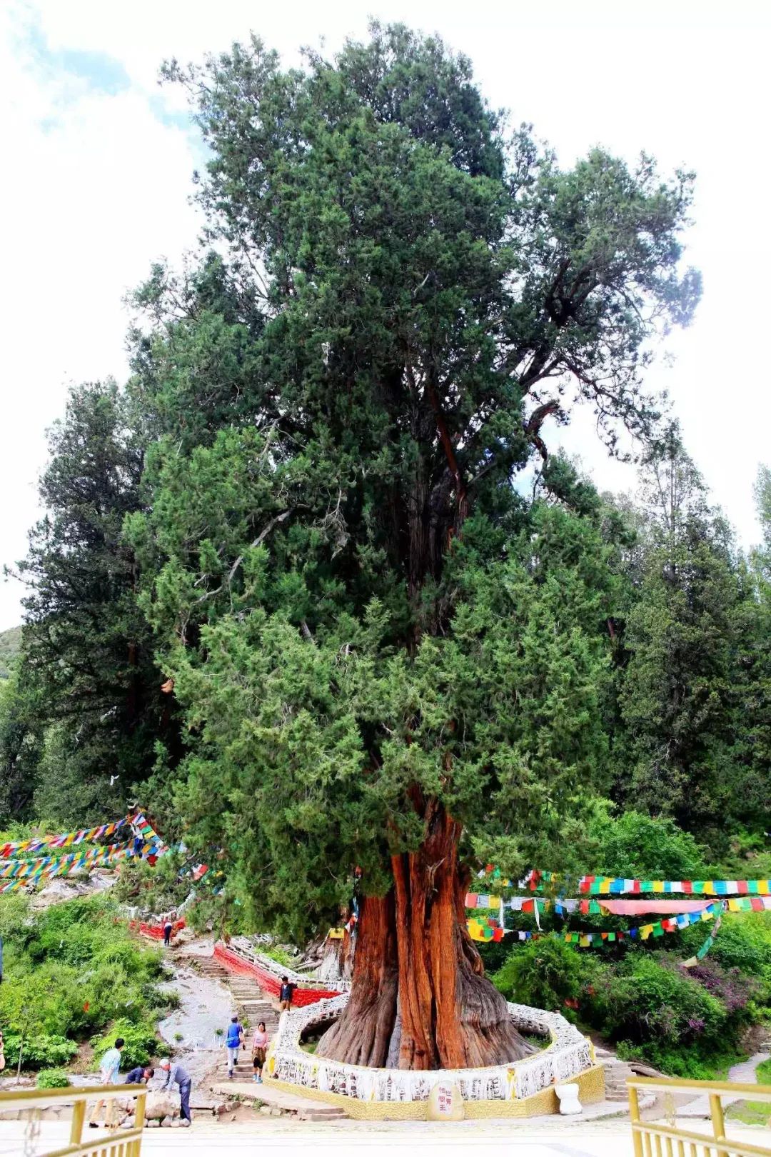 超过 200 张关于“柏树”和“自然”的免费图片 - Pixabay