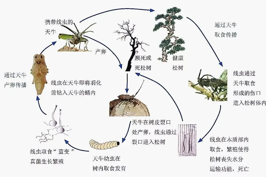 山东威海一男子非法加工运输患“癌”病木被判