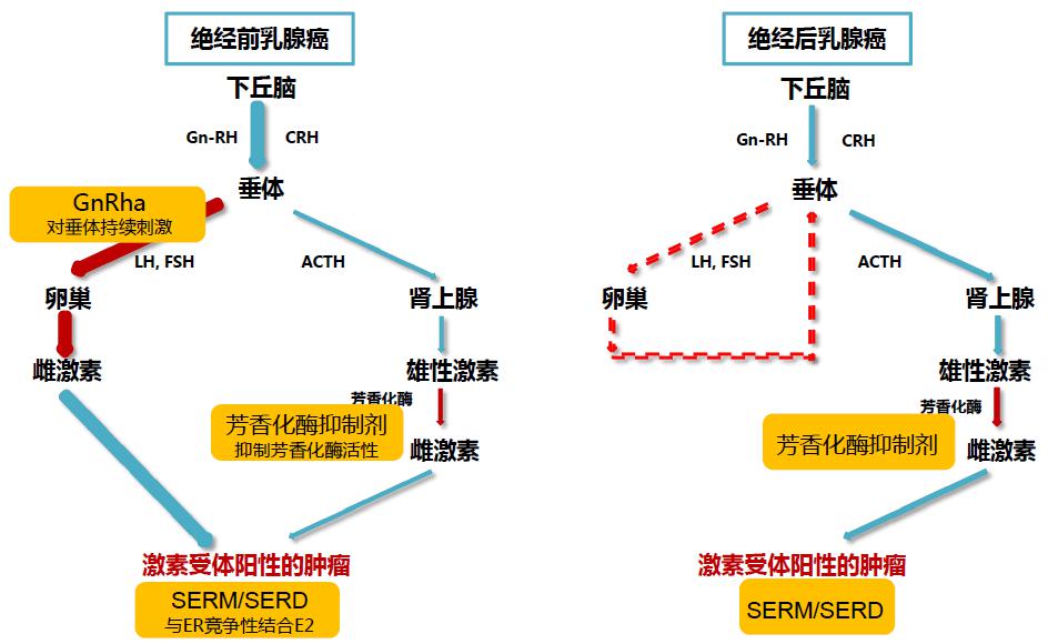 一文读懂hr晚期乳腺癌abc的内分泌治疗最新策略