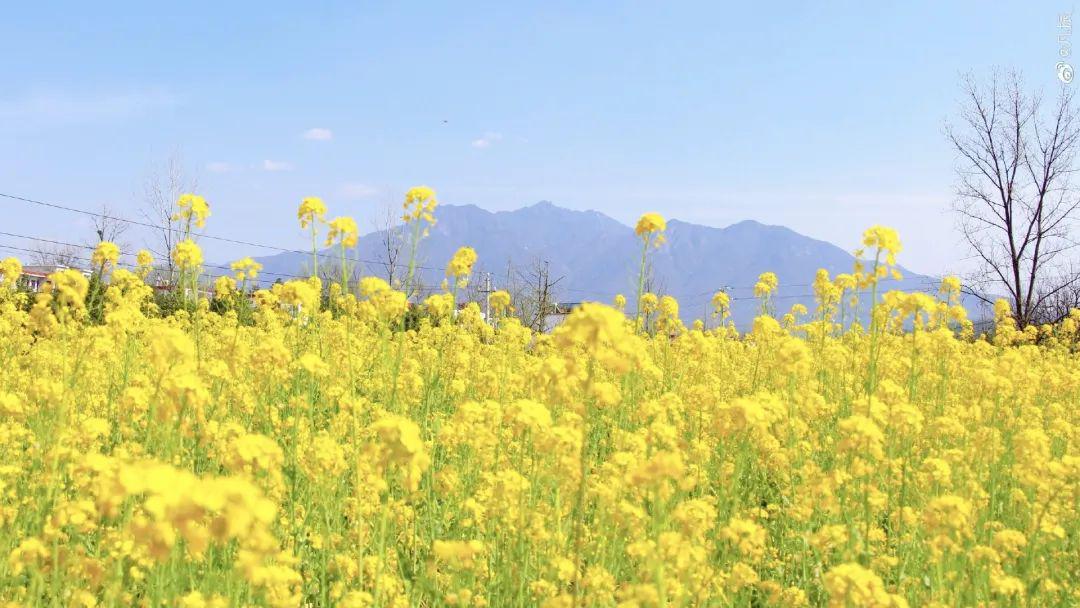 暮春四月赏花季赶快一起来看一汪嫩黄色的油菜花海洋