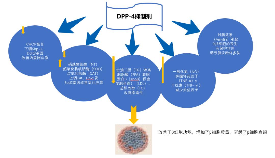 独特机理多维获益dpp4抑制剂的作用机理及其临床应用