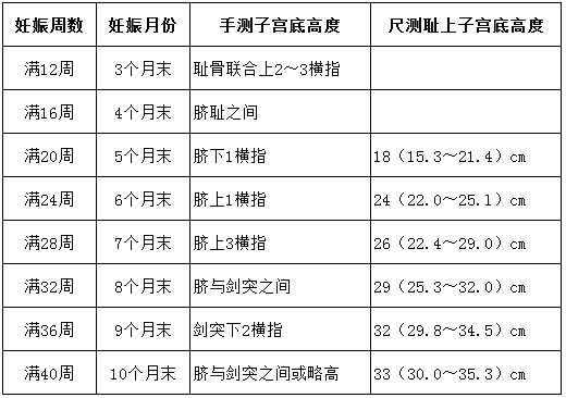 手测子宫底高度或