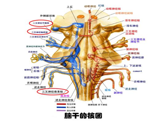 之下康复学习系列课程8"脑干的内部结构之脑干神经核的功能与定位"