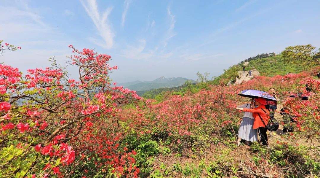 春游江淮请您来最美人间四月天魅力六安邀您来赏花杜鹃花开映山红