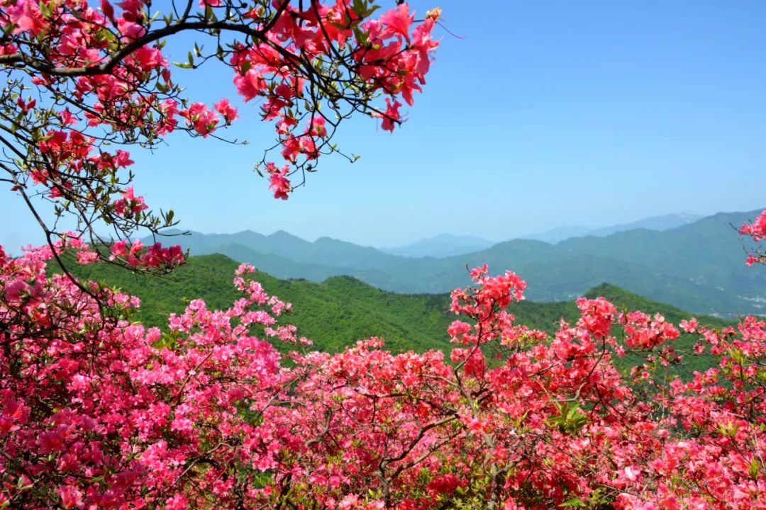 春游江淮请您来最美人间四月天魅力六安邀您来赏花杜鹃花开映山红