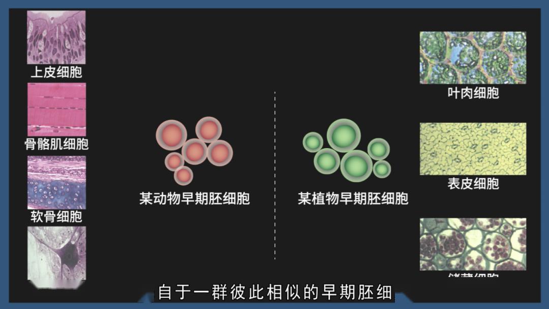 血小板和白细胞等血细胞那样,生物体内不同种类的细胞,追根溯源,来自