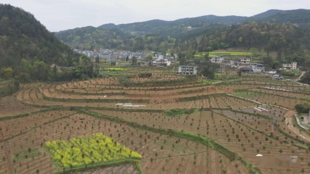 黔江区水田乡大规模人工栽种红豆杉