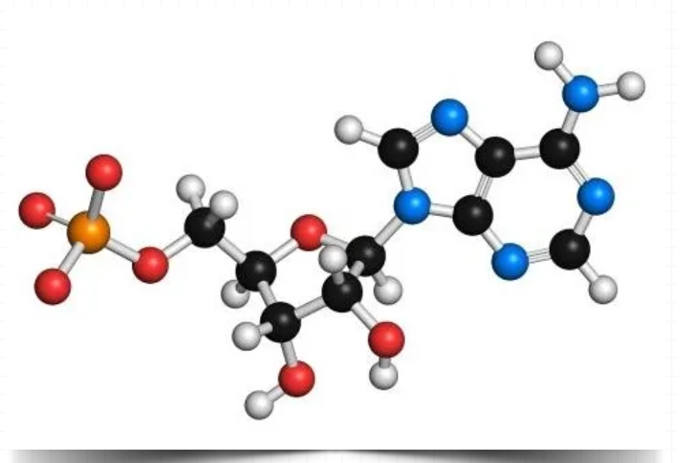 抗氧拒衰老| i.st瑷特 reju腺苷再生安瓶