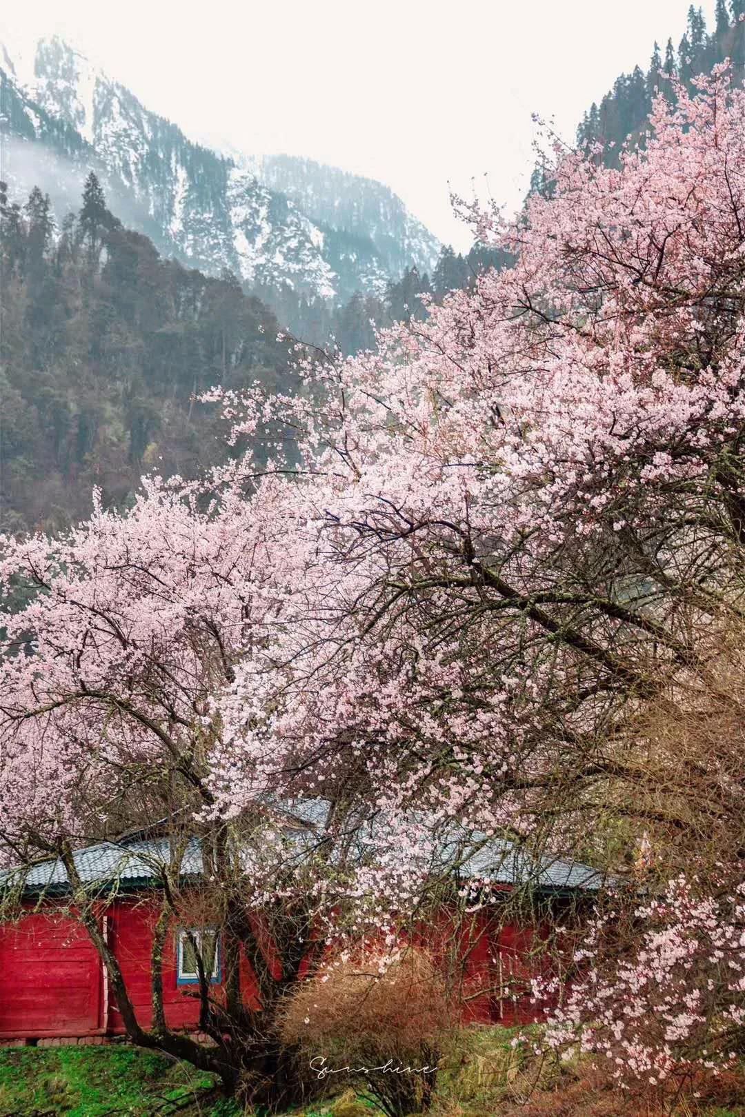 当波密桃花遇上雪,唯美了整个春天