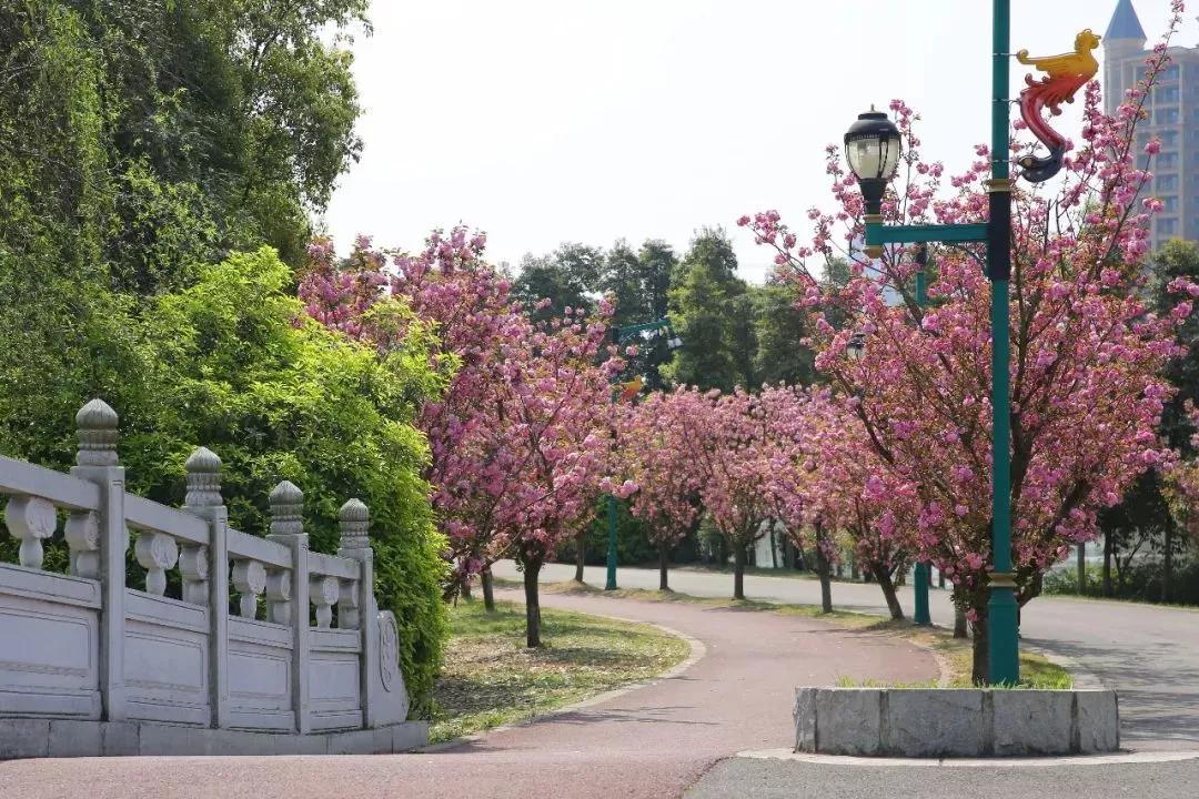 风和日丽来青白江赴一场踏青之旅