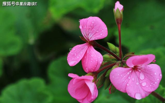 4月10日星座运势 白羊迎接挑战 狮子配合默契 天蝎胸有成竹 感情