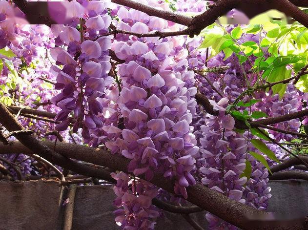 紫藤花祝你紫气东来