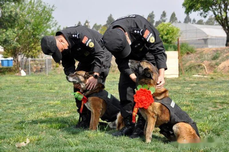 此次,训导员为退役警犬"追风"找到了一户合适的人家,退役后的"追风"将