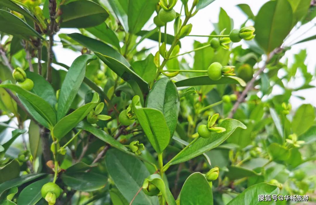 麻涌首批樱桃树今年迎来丰收期