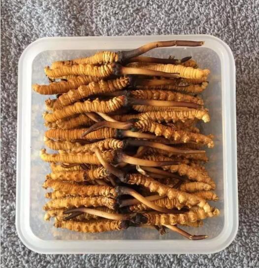 为什么新鲜冬虫夏草营养价值更高 鲜冬虫夏草的营养价值 新鲜虫草营养