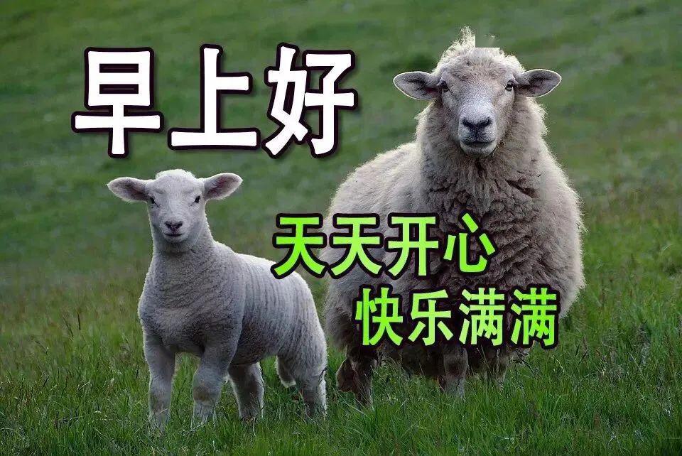 2020早上好表情动态图片带字和鲜花,早上好问候祝福动态图片