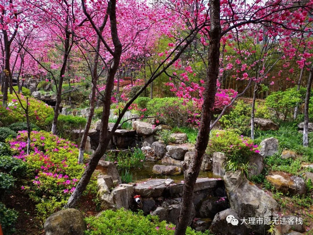 最美山水间赏樱好地方就选大理樱花溪谷