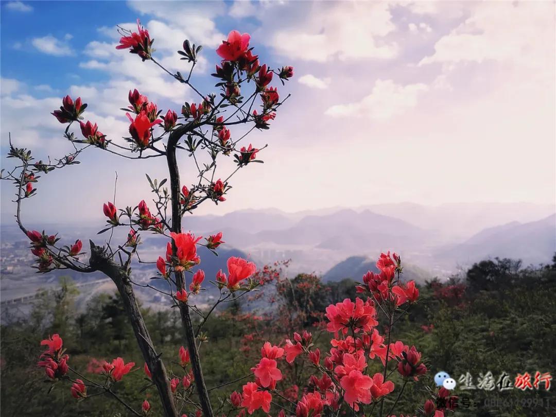 花开烂漫乐清白龙山顶的杜鹃花也开了