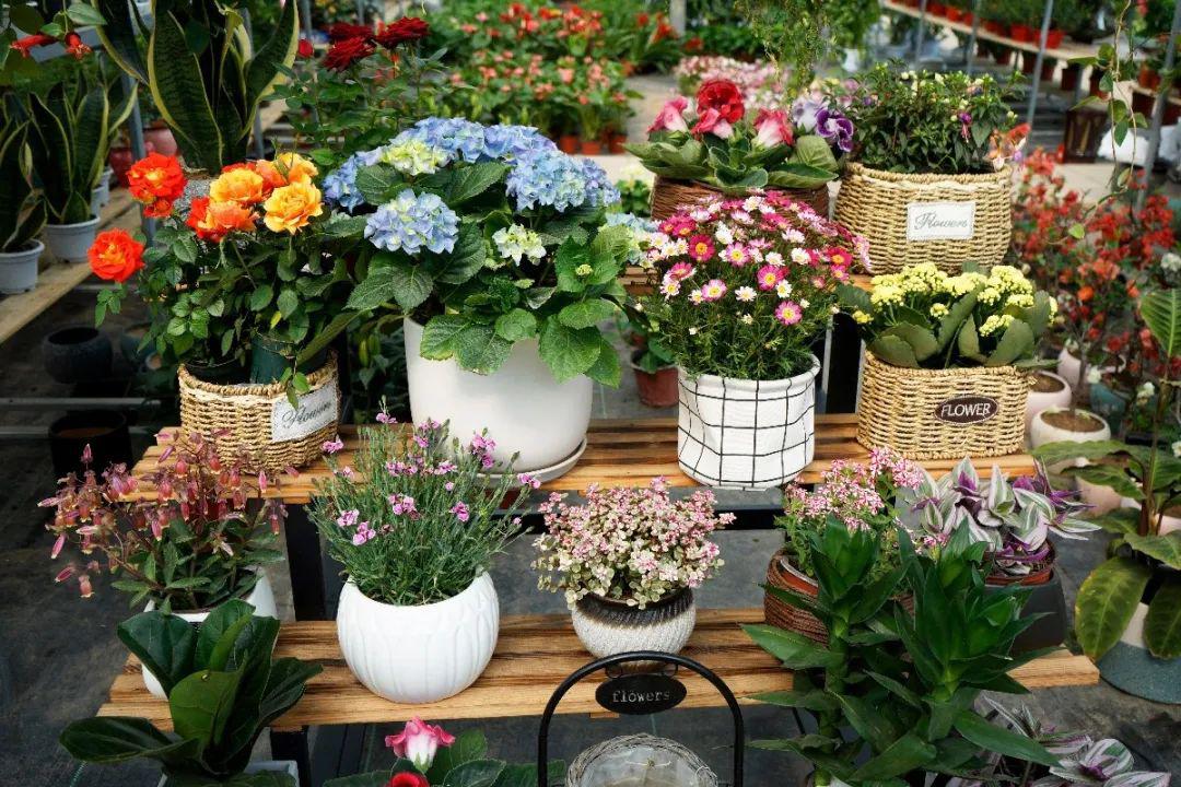 各种植物花卉摆得满满的,从鲜切花到盆栽,再到盆器,庭院设计,这在百卉