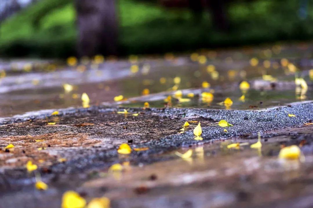 秋雨微凉,35句诗词,带你看尽秋雨之美