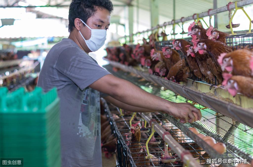 农村养鸡场如何消毒出鸡后的消毒技术操作要点介绍