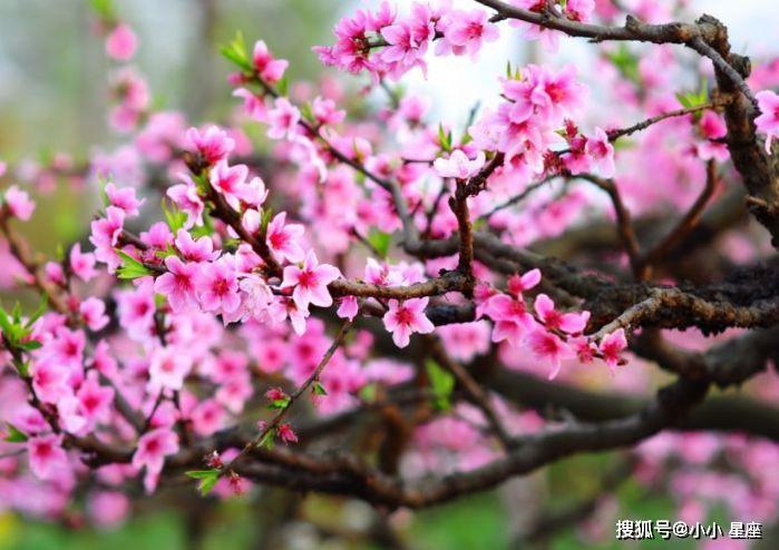 4月份福報無窮，好運連連，事業突飛猛進，福氣盈門的生肖！ 星座 第1張