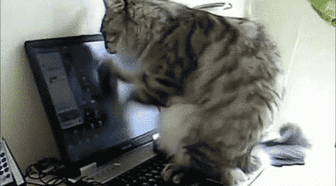 话说回来, 猫咪为什么喜欢趴在书本和电脑键盘上呢?