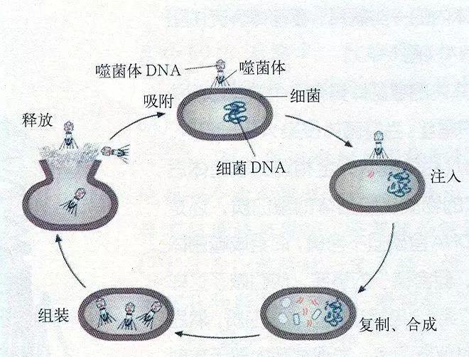 噬菌体侵染细菌的实验图解必修二病毒以出芽的方式增殖;原核生物以二