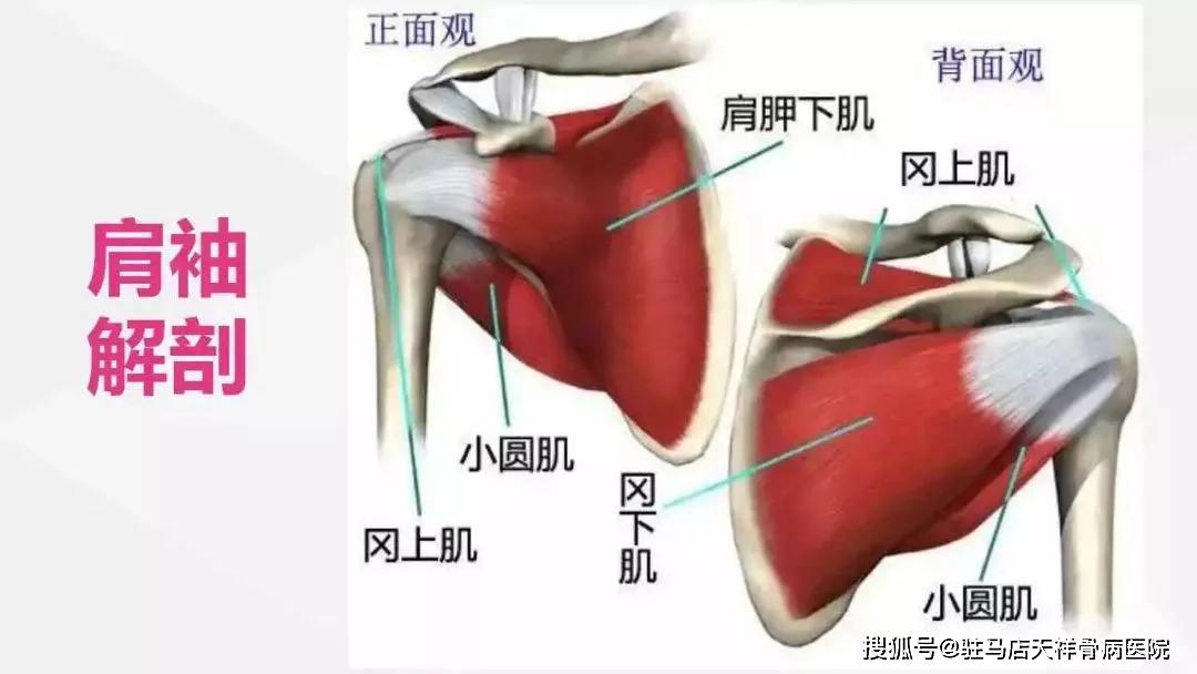 肩周炎剖析图