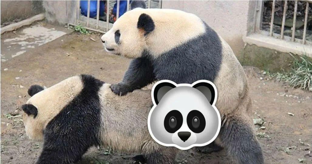经常在网络直播熊猫们的生活