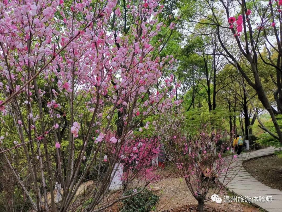 何必舍近求远温州景山桃花园看桃花