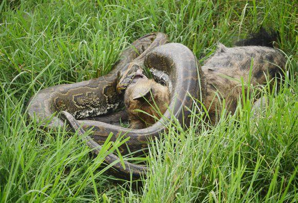 蛇是怎么吞食大型动物的 c9772344d9324078a565f02c70766896.jpeg