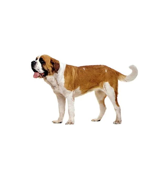 养犬人必看!5月1日起,这48类烈性犬在滨州城市建成区禁养!