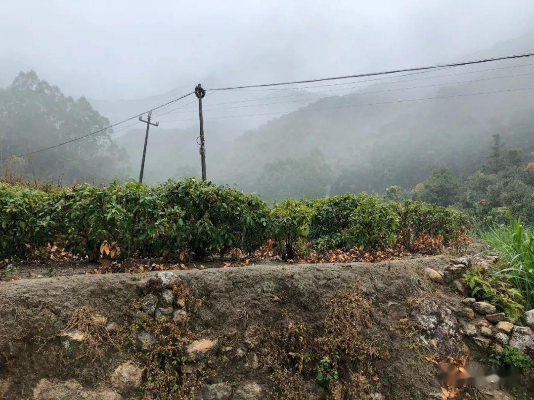 马铺乡这个村盛产甜茶!你知道吗?_云霄