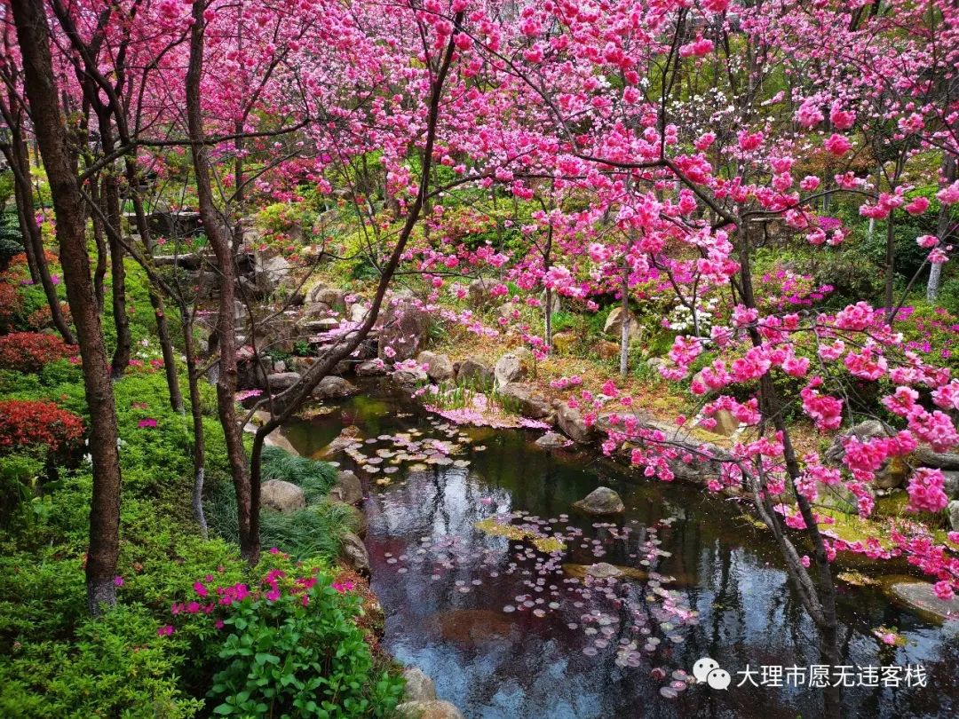 最美山水间赏樱好地方就选大理樱花溪谷