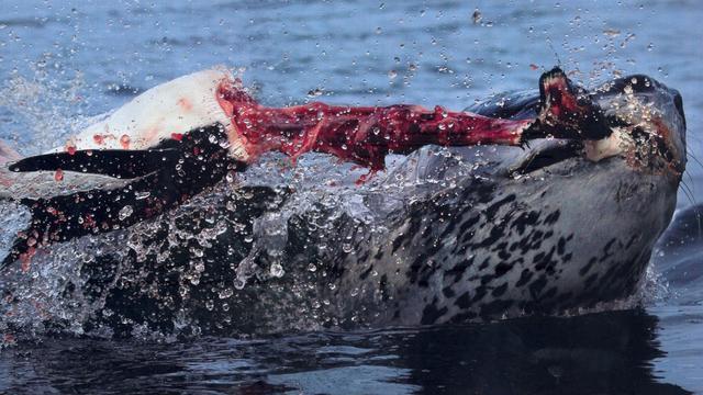 原创大白鲨怕虎鲸,不仅绕道走还要躲一年,海洋争霸哺乳动物略胜一筹