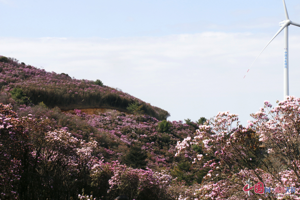 凉山德昌县营盘山:杜鹃花海美如画