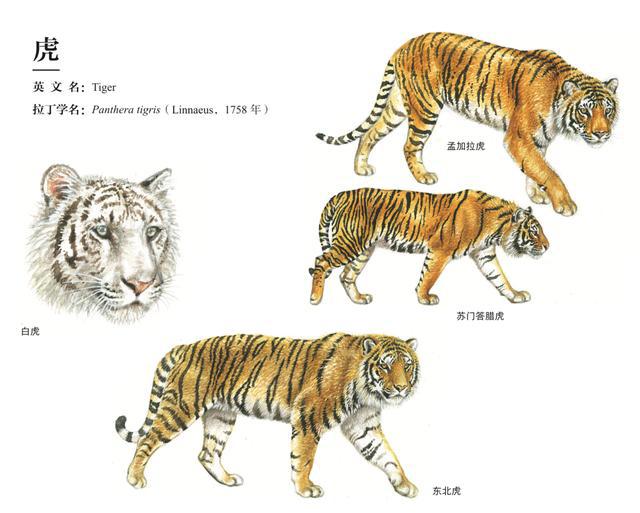 中国这片土地上生活过  东北虎,华南虎,印支虎,孟加拉虎4个亚种,老虎