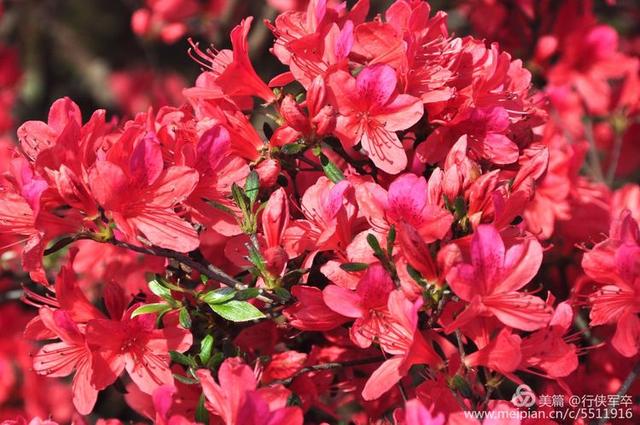 杜鹃花一年开几个月 e49f49d2e3504f8eb354b60b56b5598f.jpeg
