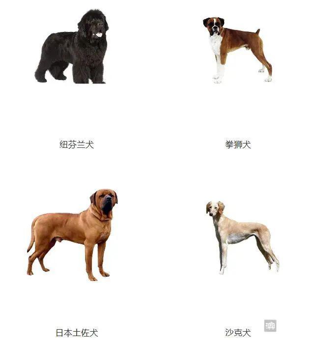 5月1日起! 滨州城市建成区禁养藏獒狼犬等48类烈性犬