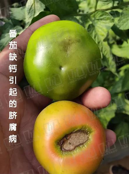 缺钙还会导致番茄,辣椒,西瓜,茄子等出现脐腐病.