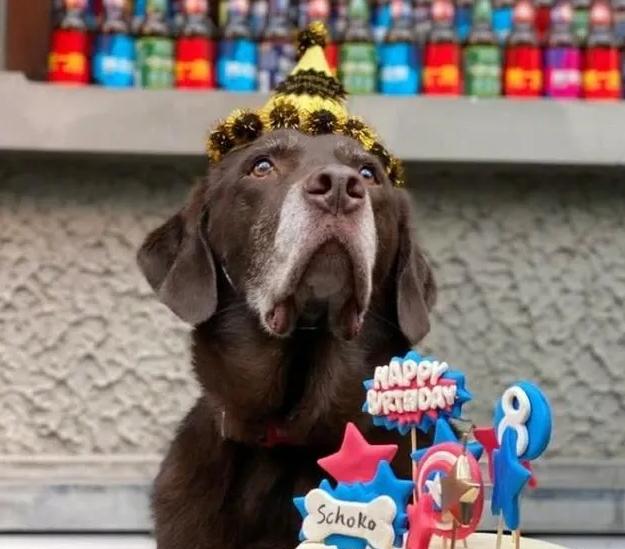 哪里有卖狗狗生日蛋糕 f27288c65c1f4446b4df259b628c3327.jpeg