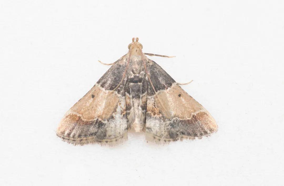 斑粉螟pyralis pictalis (curtis, 1834)正常而放松的停歇姿势