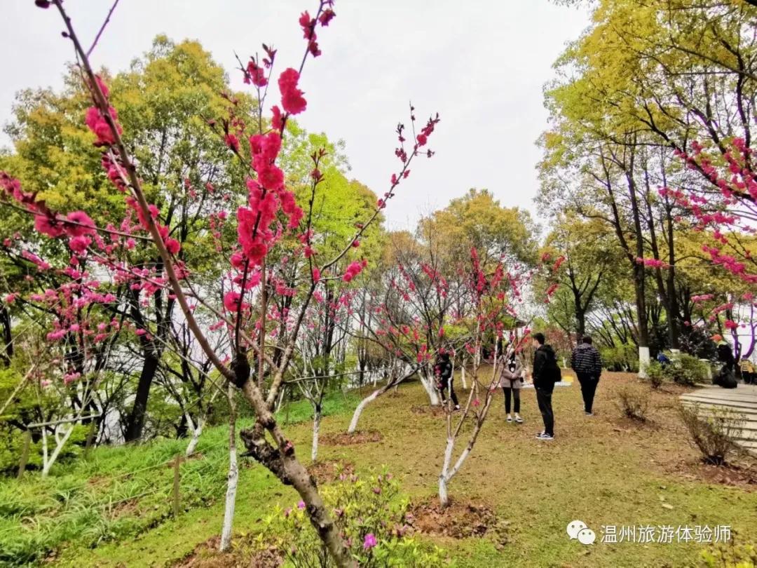 何必舍近求远温州景山桃花园看桃花