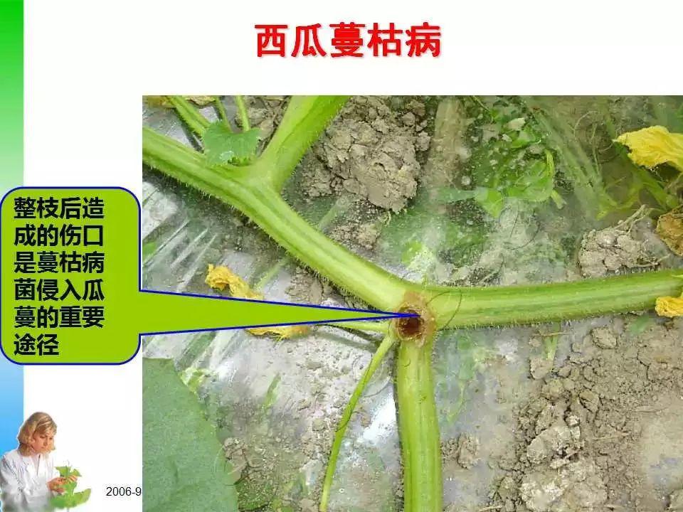 【作物病害】绝对经典,图解西瓜病虫害诊断技巧!手把手教你分辨病害